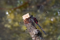David Plant Photography - Wildlife Photography - White-faced darter - I